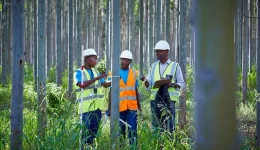 forestry workers inspecting trees in plantation