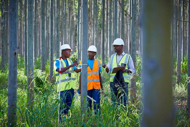 forestry workers inspecting trees in plantation