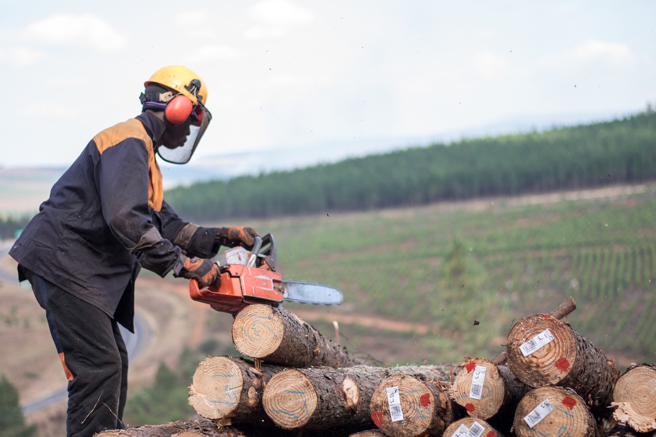 PAMSA-FW South African Forestry Sector Makes Chainsaw Training Safer With Virtual Reality1