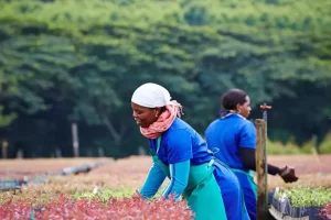Saplings being prepared for planting Mondi-South Africa Richards Bay
