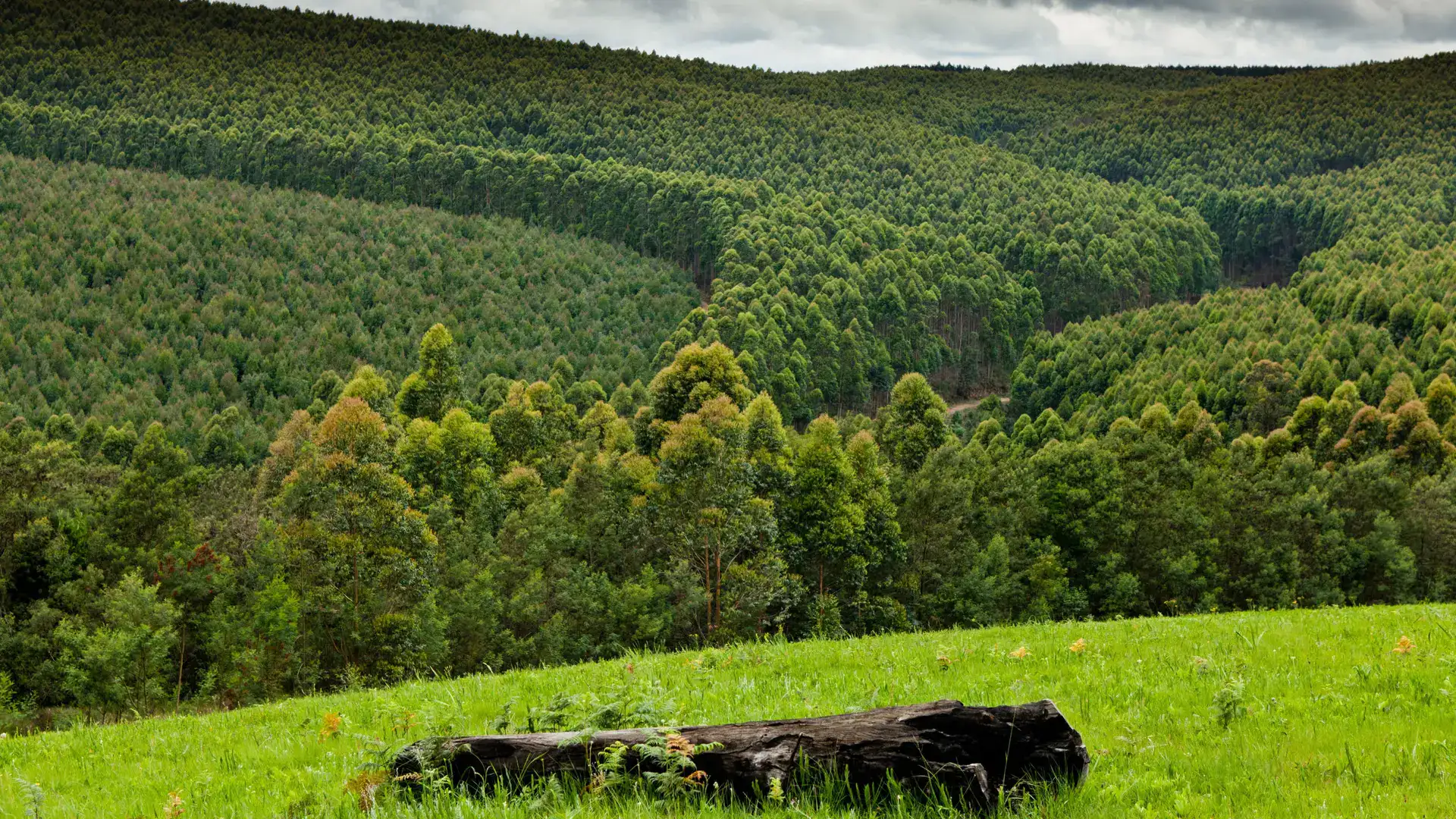 Planted trees from sustainably farmed plantations provide products that we use every day which continue to store carbon in their fibres. (Image credit: Sappi)