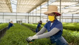 Worker in a straw hat and yellow mask prunes plants in a sunlit greenhouse of seedlings with gloves on.