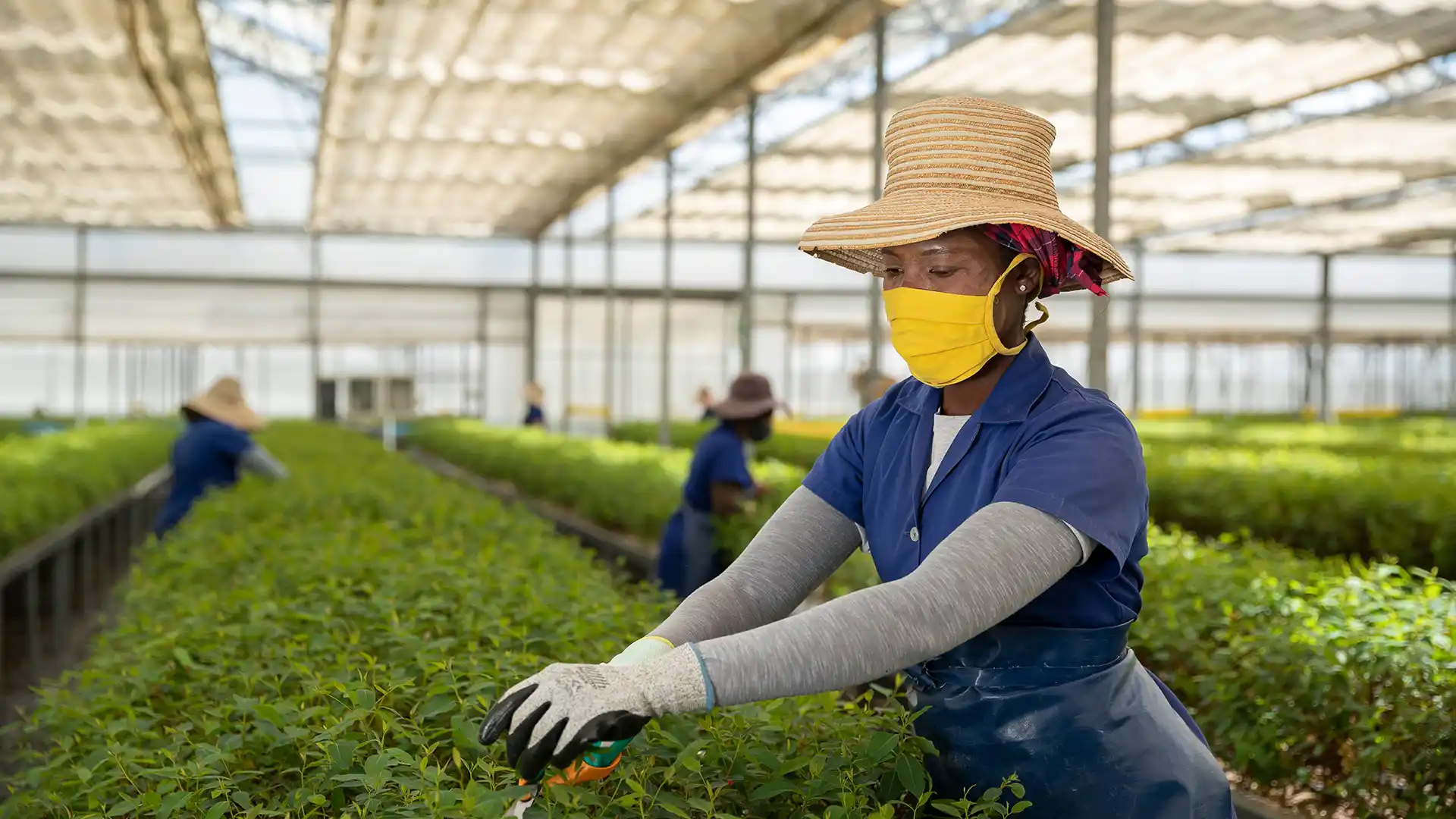 Worker in a straw hat and yellow mask prunes plants in a sunlit greenhouse of seedlings with gloves on.