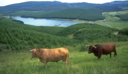 cattle_grazing_near_forest_lake
