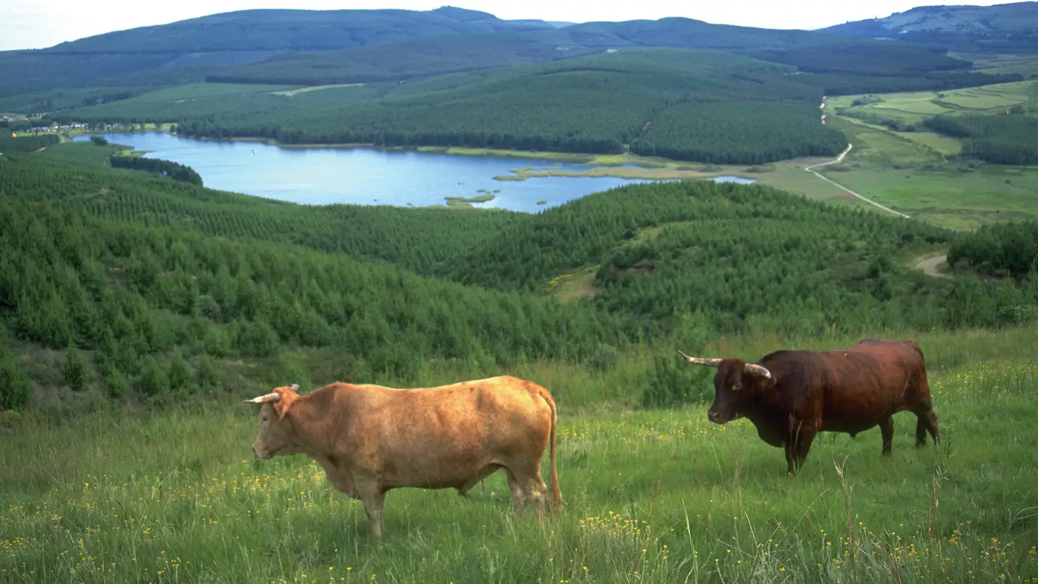 cattle_grazing_near_forest_lake