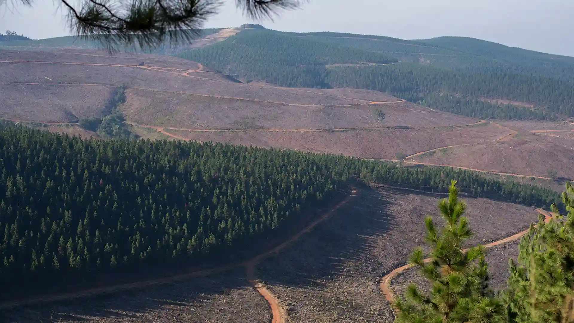 forestry land cleared forestry land cleared