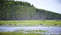 Dense Plantation Forest by Wetland