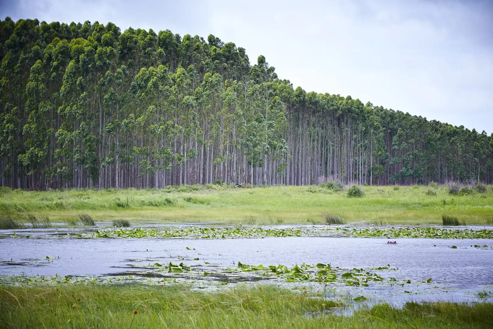 Dense Plantation Forest by Wetland