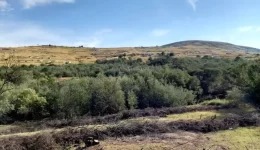 Matatiele-Landscape-showing-invasive-wattle