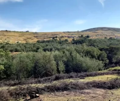Matatiele-Landscape-showing-invasive-wattle