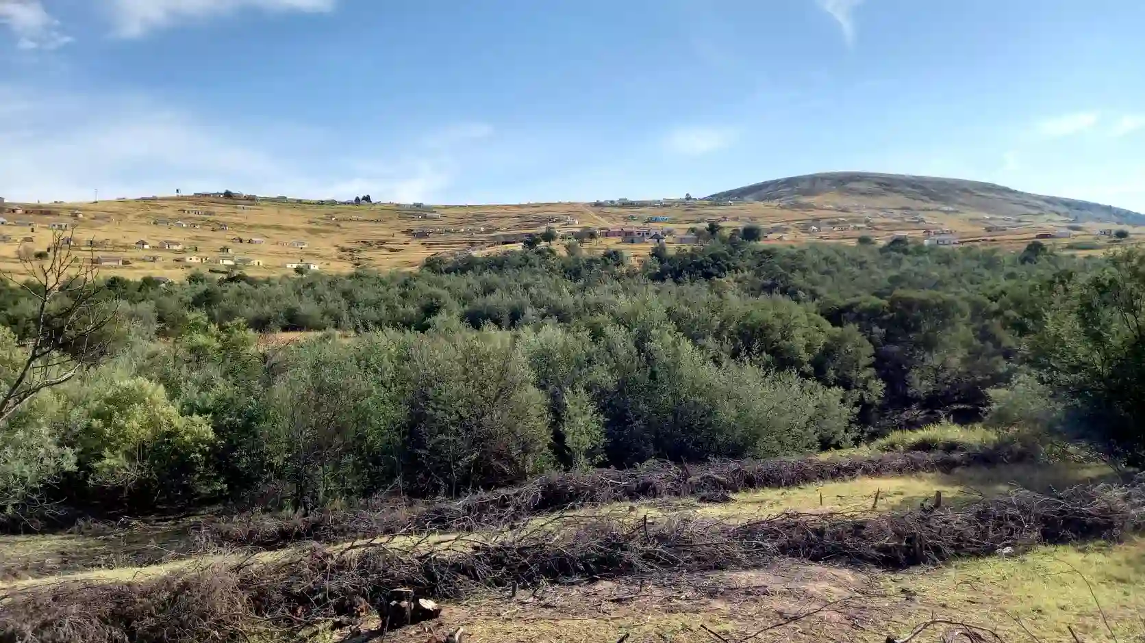 Matatiele-Landscape-showing-invasive-wattle