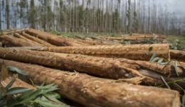 A pile of logs cut and stripped of branches and leaves in tree plantation.