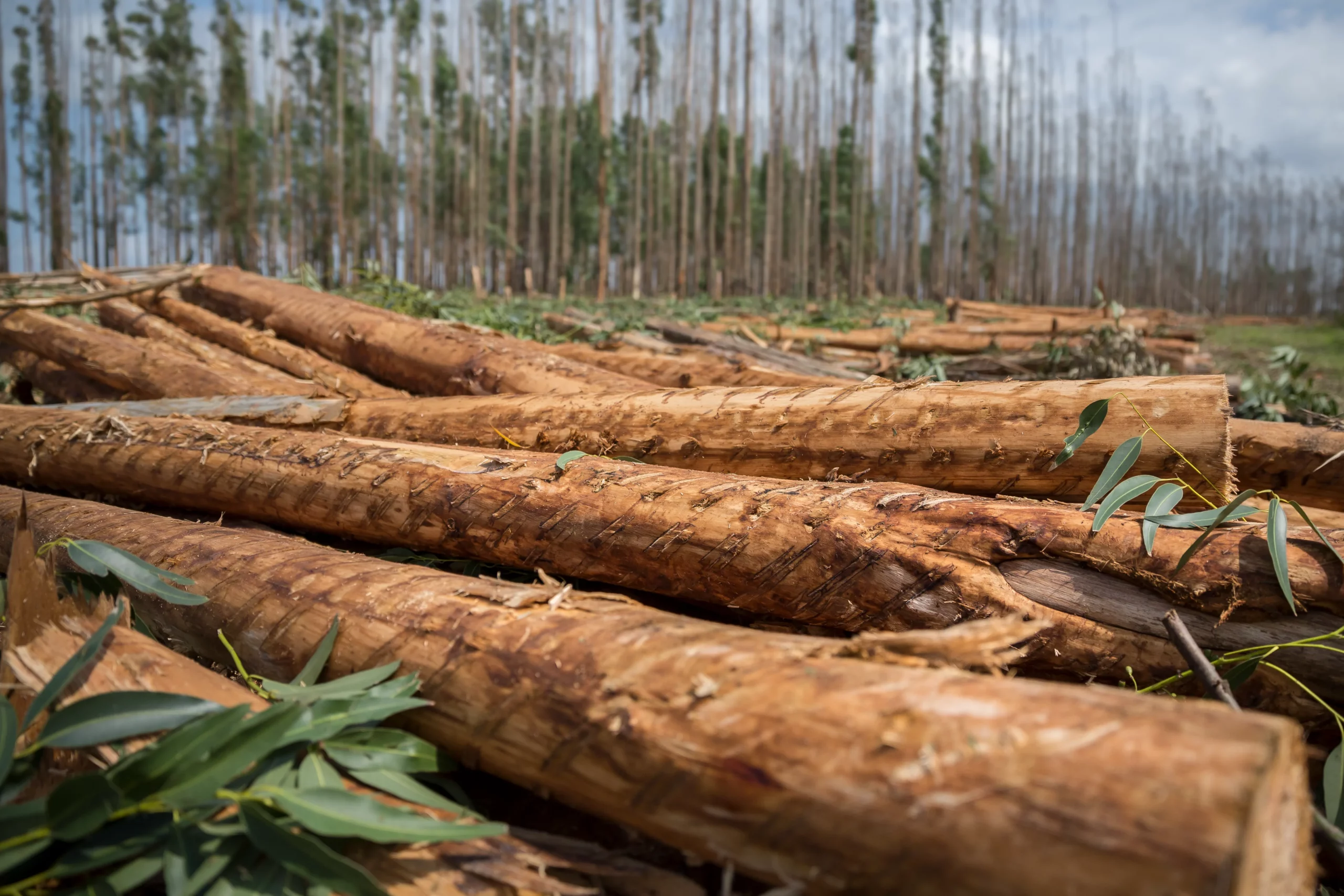 How harvested wood products can create climate friendly solutions
