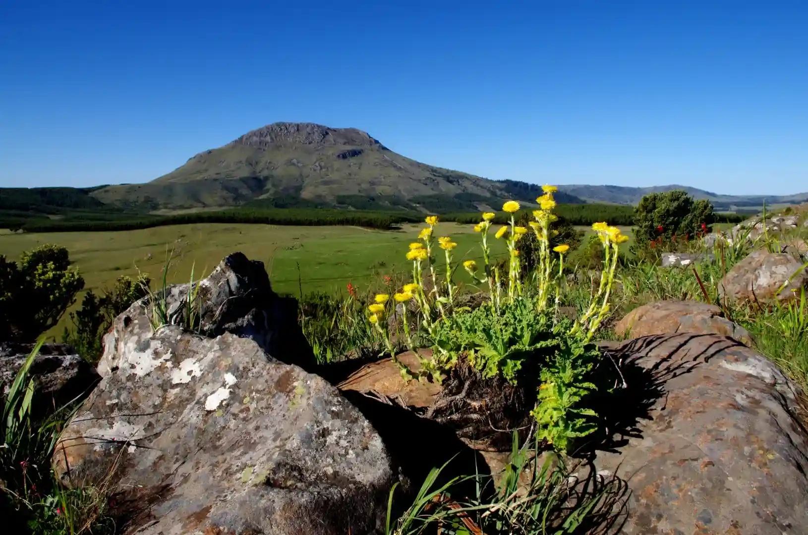 Hogsback Bloom Eastern Cape Hogsback Bloom Eastern Cape
