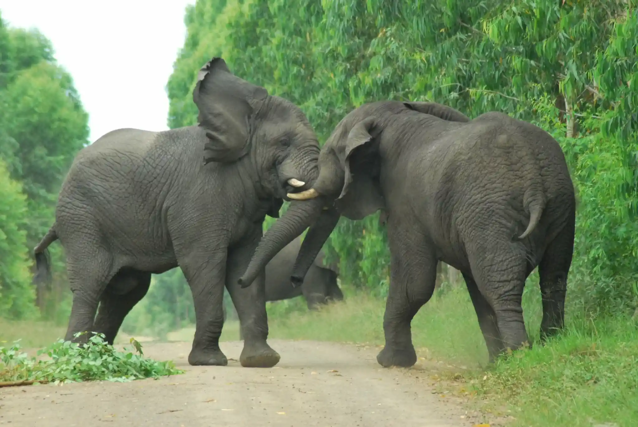 Two african grey elephants face-to-face on dirty road surrouned by thick green forest