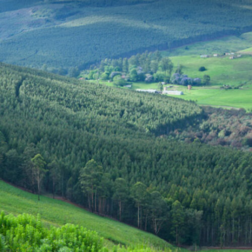 Sappi-Plantation-KZN