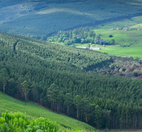 Forestry and forest products sector releases 2023 global sustainability progress report