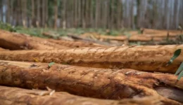 A pile of logs cut and stripped of branches and leaves in tree plantation.