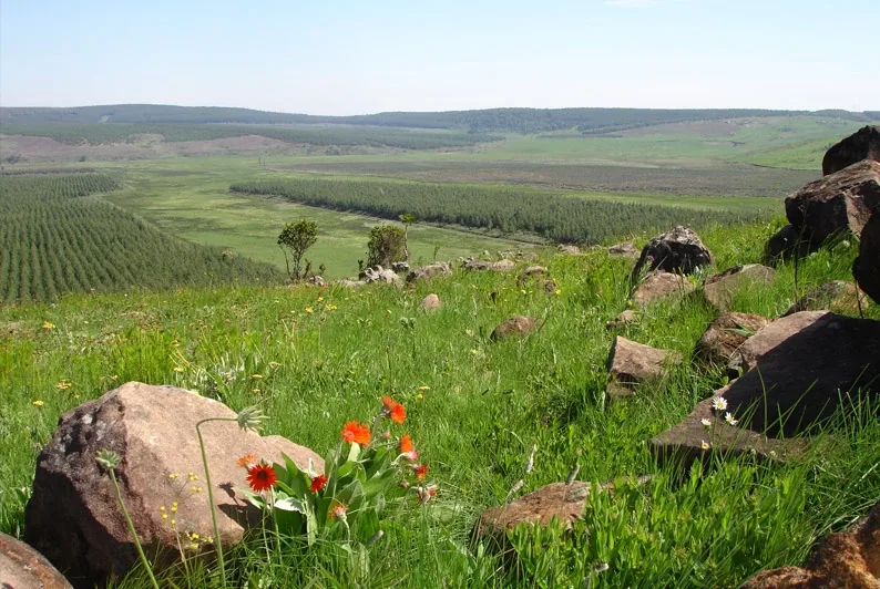 Landscape image of a paper plantation surrounded by biodiverse plant life.