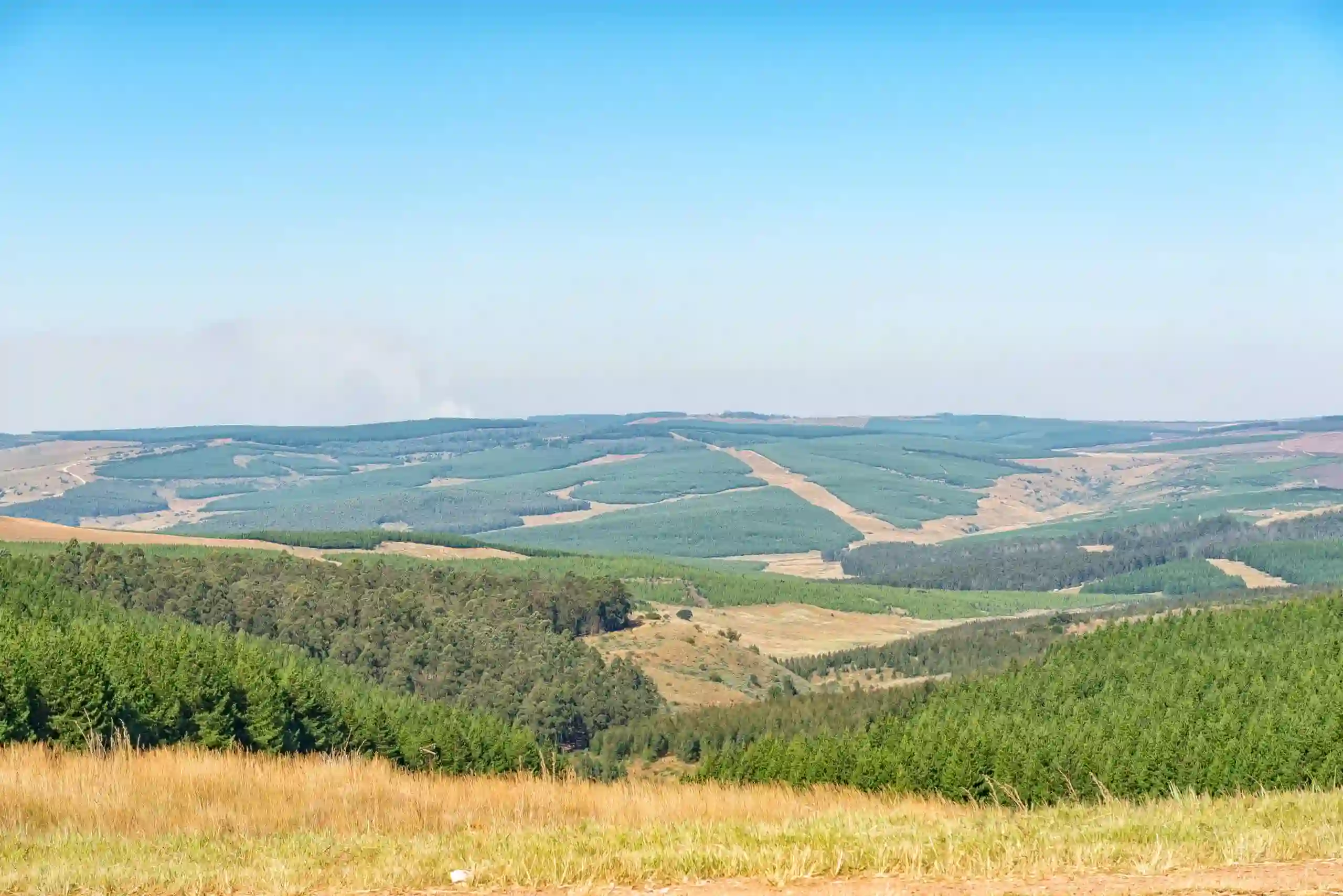 Pine and eucalyptus tree plantation between Carolina and Badplaa