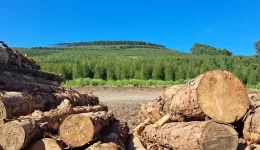 Forestry Logs