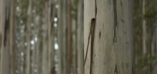 Eucalyptus timber plantation