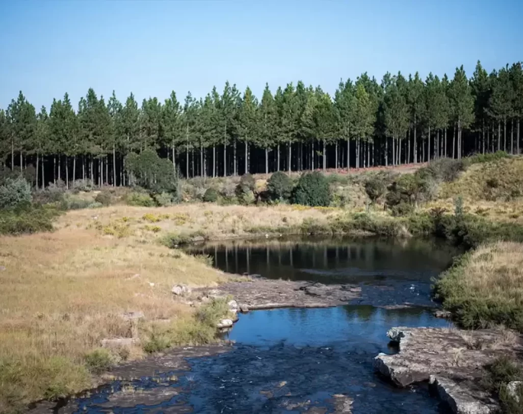 Forestry and Wetlands photo