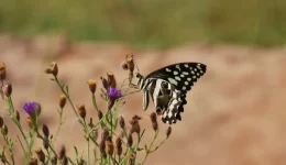 Mondi biodiversity