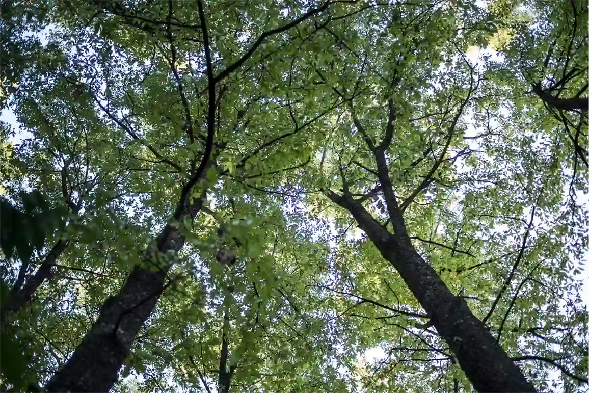 Tree top view from the ground