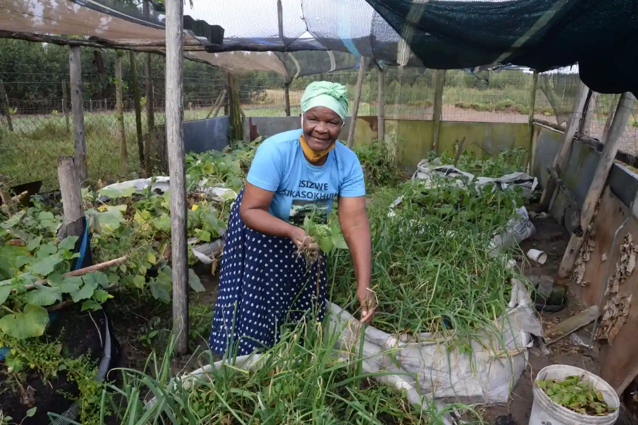 Norha Ngcobo in one of her vegetable gardens supported by Sappi Norha Ngcobo in one of her vegetable gardens supported by Sappi