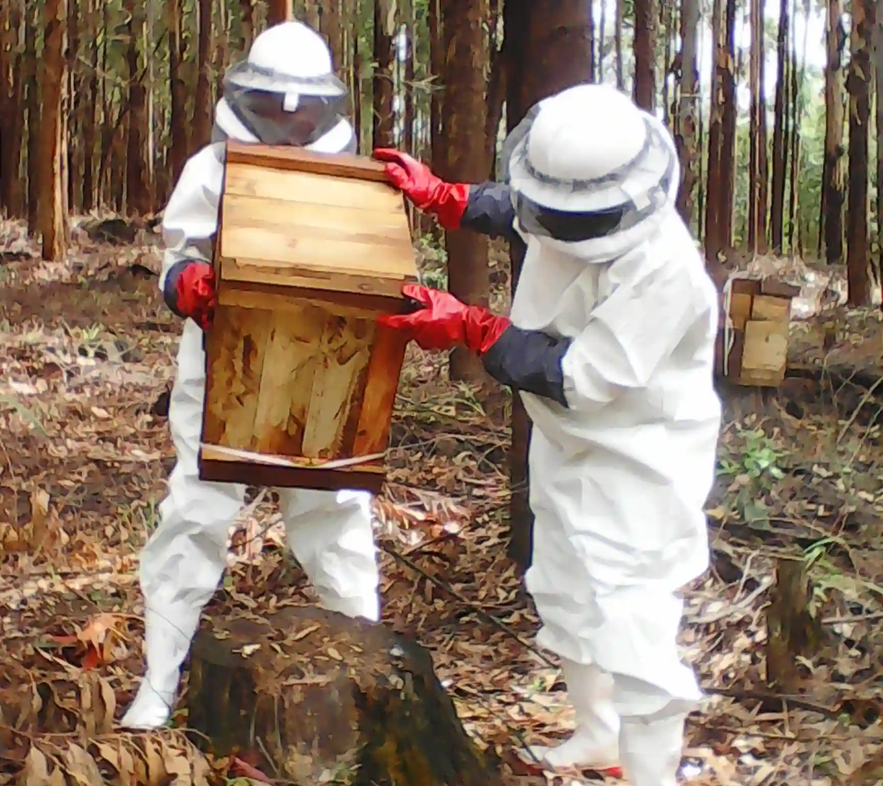 Mambiteni Bee Keeping Primary Cooperative harvesting honey in the plantations Mambiteni Bee Keeping Primary Cooperative harvesting honey in the plantations