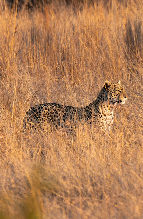 Leopard in Pilanesberg National Park, South Africa Adobe Stock