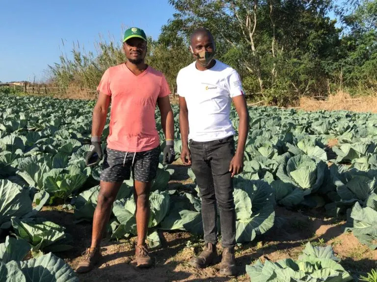 farmers in cabbage field farmers in cabbage field