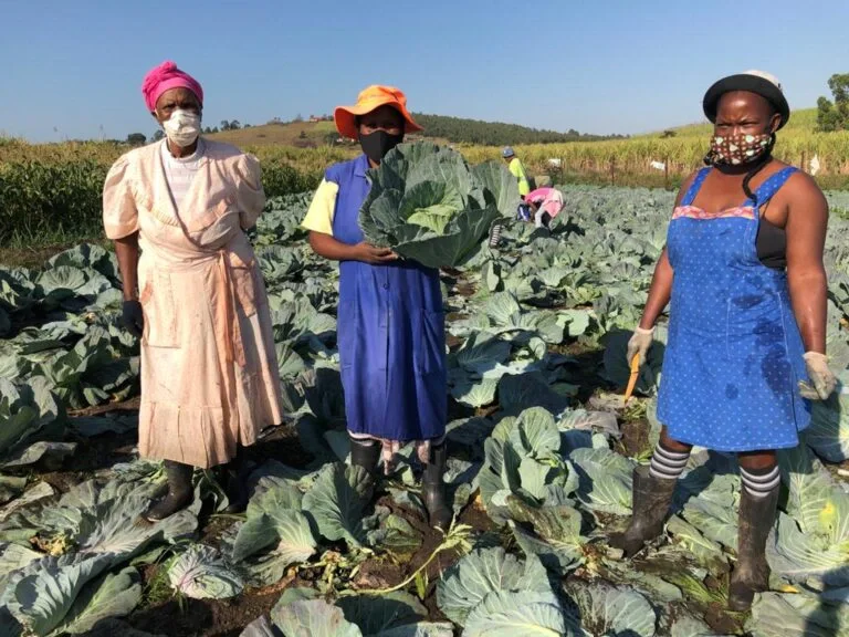 women harvesting cabbage women harvesting cabbage