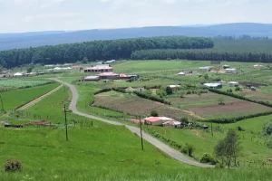 Amandla Emvelo Community Forestry Landscape