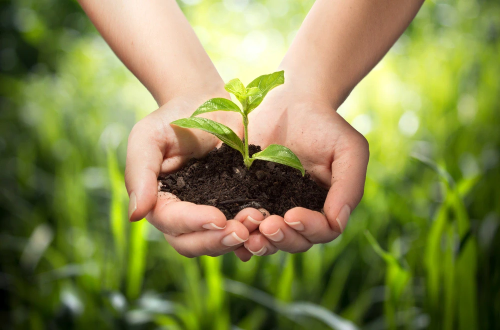 Hands Holding Soil with Green Seedling Hands Holding Soil with Green Seedling