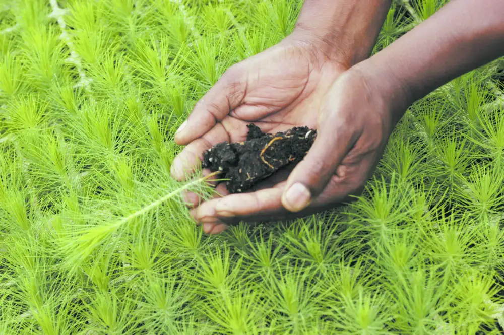 Seedling in Hands Over Nursery Bed Renewability lies at the heart of the South African forestry sector, with trees planted, grown, harvested and replanted in sustainable rotations.