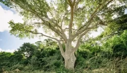 Image-Credit-FSA-Samora-Chapman