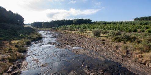 There are more than 300 000 ha of natural ecosystems within forestry landholdings