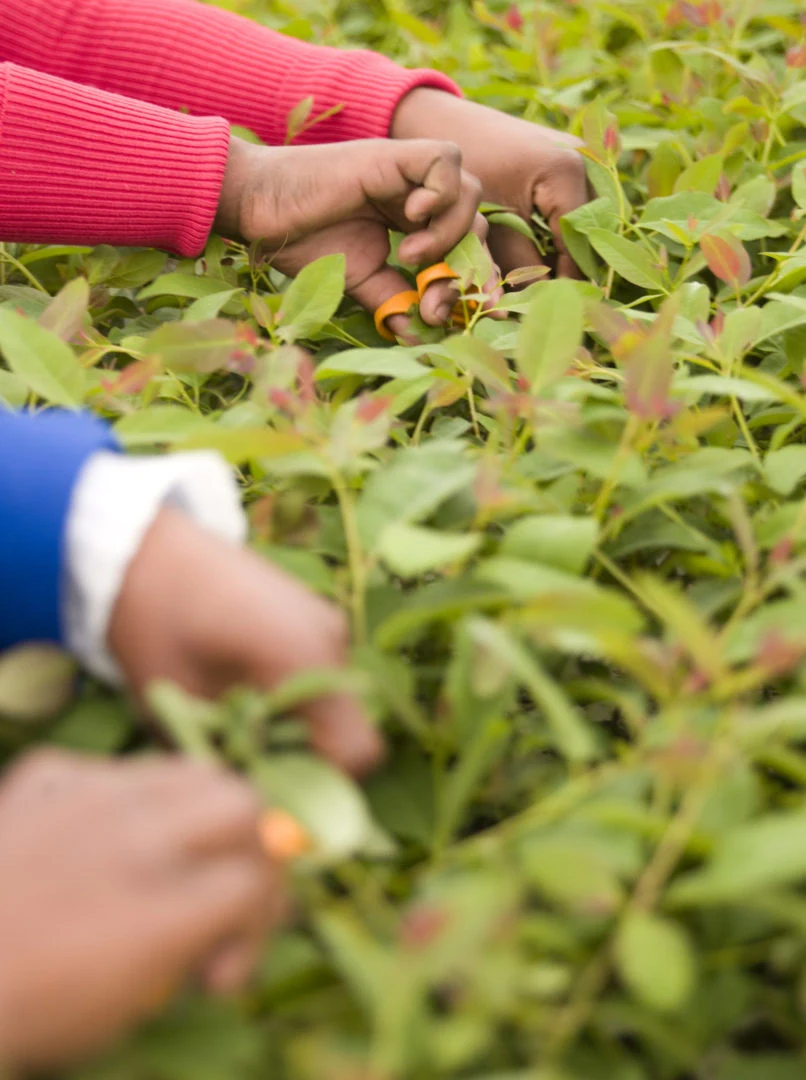 seedling-trimming-forestry-nursery-operations seedling-trimming-forestry-nursery-operations