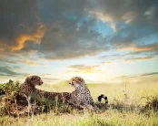 cheetahs resting on grassland at sunset