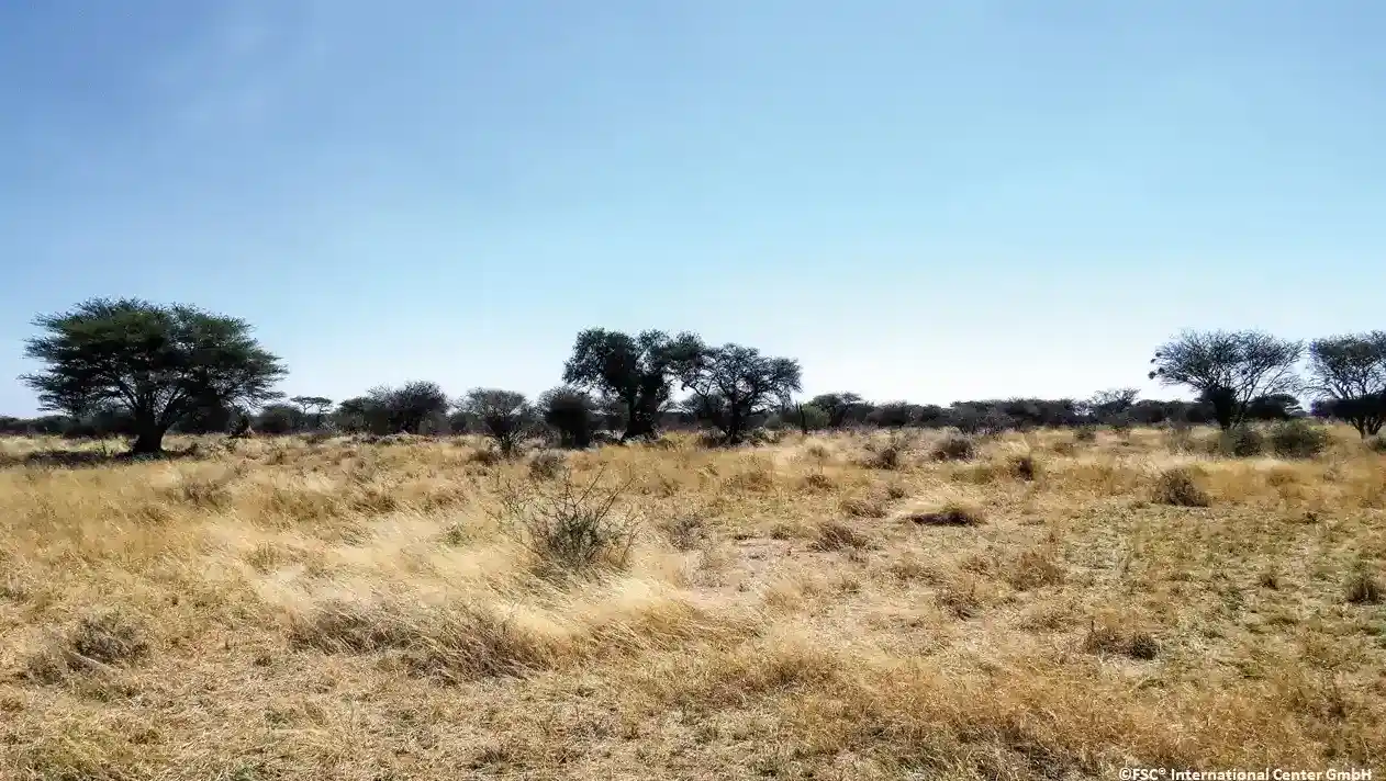 dry savanna landscape with scattered trees