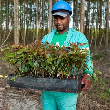 forestry worker holding seedlings forestry worker holding seedlings