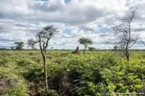 savanna vegetation with termite mound