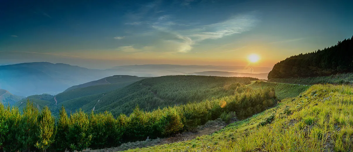 sunrise over pine plantation hills