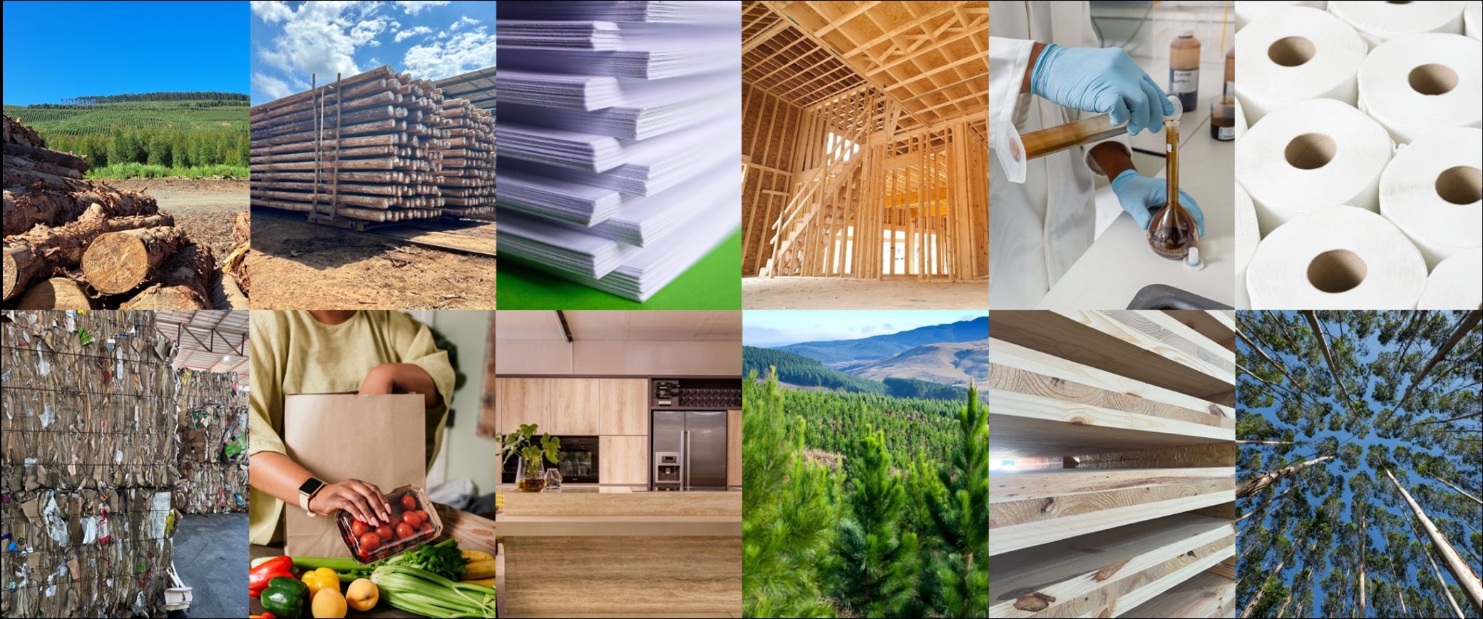 Forest sector collage