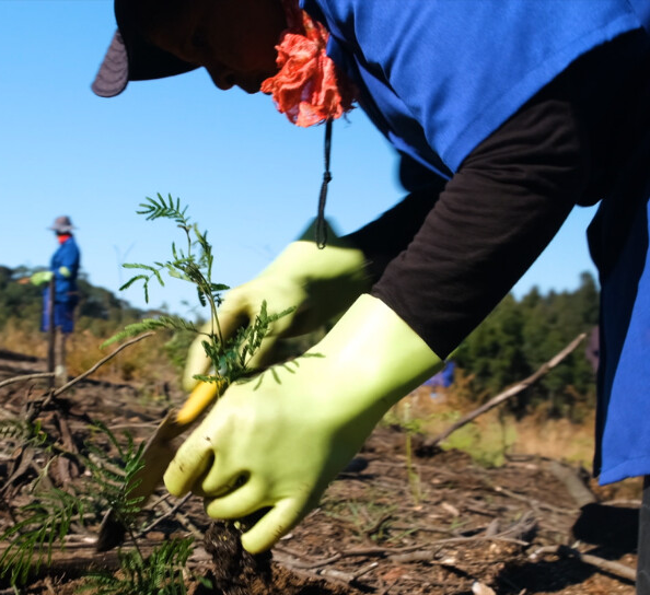 Sustainable Forestry means there is a new sapling ready to be planted for every tree harvested