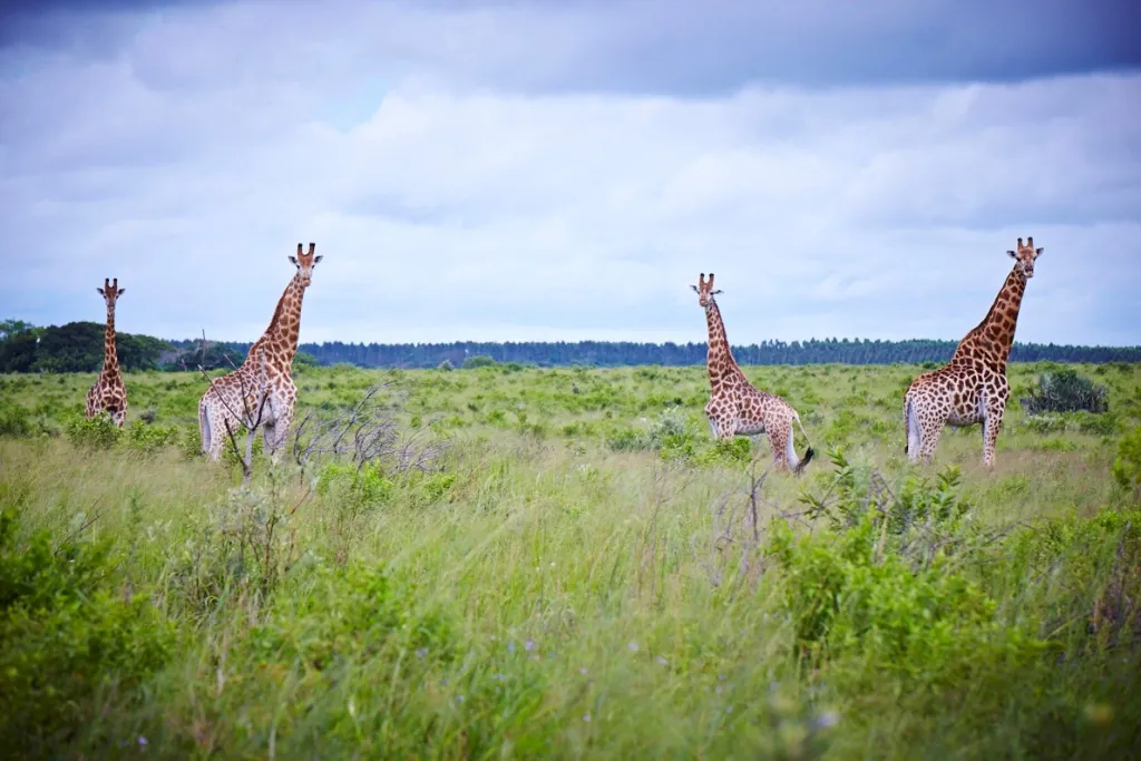 sustainable forestry wildlife conservation giraffes