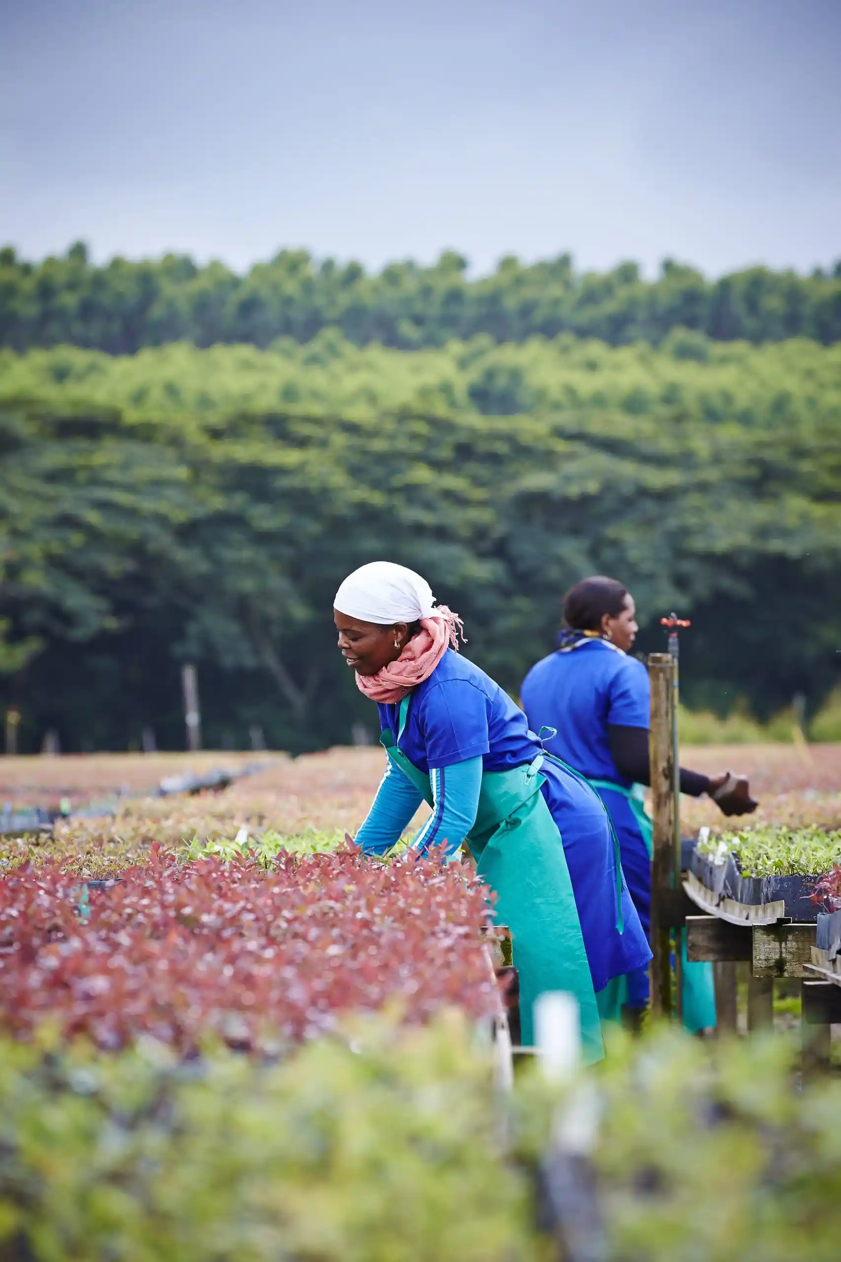 tree saplings nursery sustainable forestry