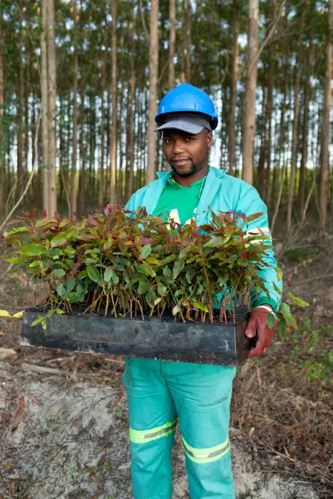 Eucalyptus seedlings ready for planting